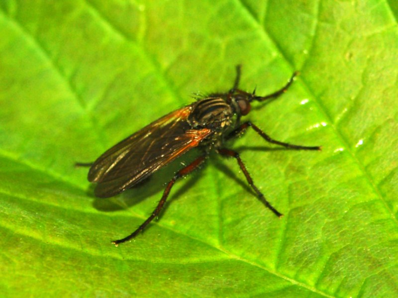 Empididae, genere Empis